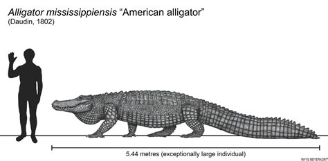 american alligator size chart|american alligator size comparison.